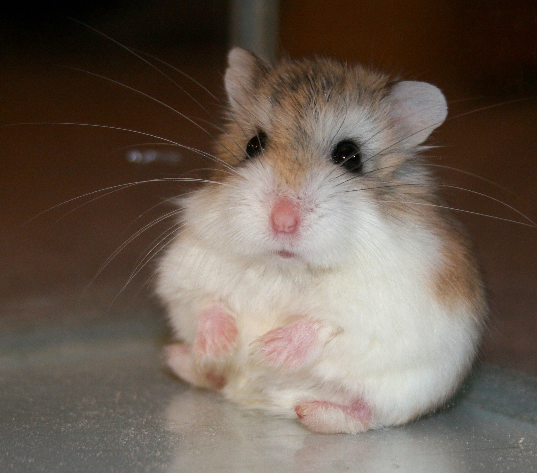Why Do Dwarf Hamsters Bite - DwarfHamsterHome.com
